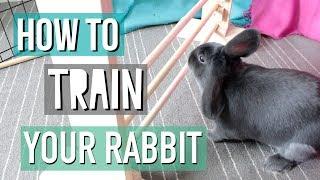 How To Teach Your Rabbit Tricks