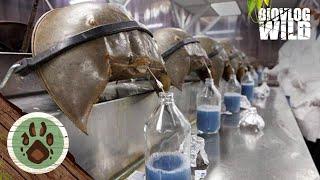 Are Horseshoe Crabs real ALIENS?!