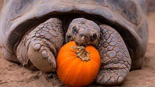 Halloween Party For Galápagos Tortoise Seniors