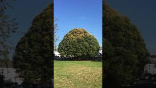 Hornbeam (Carpinus betulus) - tree - October 2018