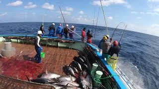 Yellowfin tuna fishing in the Sea of ​​Japan. pole and line, skipjack tuna 2024