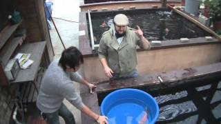 How to handle and net your koi