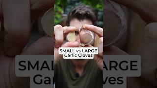 I TESTED growing Small Garlic Cloves vs Large Garlic Cloves - Here's what happened.