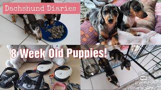 8 Week Old Dachshund Puppies | A Day In The Life Of Looking After Two Dapple Dachshund Puppies |