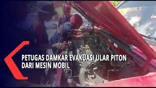 Petugas Damkar Evakuasi Ular Piton Dari Mesin Mobil