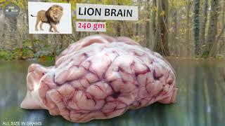 Biggest Brain in the World - Size Comparison | Comparison of Brain Size in the World |