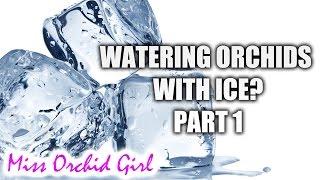 Watering Phalaenopsis orchids with ice cubes - Settling the matter Part 1