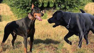 Doberman vs Labrador Dog Breed Comparison | Dog Lovers