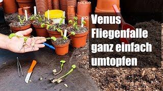 #50 Dionaea muscipula umtopfen und vermehren, so einfach wirds gemacht