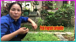 Vlog Daily : Pick fragrant coriander