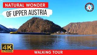 Danube River ️ Schlögener Schlinge Austria Virtual Walking Tour [4K Video]