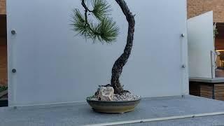 Ponderosa Pine Literati Bonsai Tree, Chicago Botanic Garden Bonsai Collection, October 2023 #bonsai