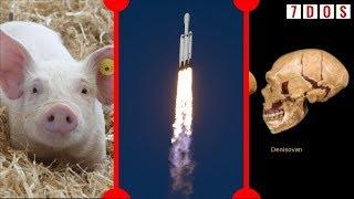 Restarting Pig's Brains & More Human Interbreeding Than We Thought - 7 Days of Science