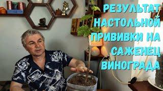 Результат настольной прививки на саженец винограда