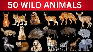 Wild Animals for Kids | Wild Animals with Sounds | wild animals name | kiddokidskidding