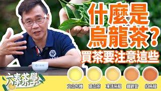 【六奉茶莊】什麼是烏龍茶？看完影片買茶不再霧颯颯！