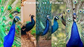 Peacock vs Peahen: A Tale of Beauty and Behavior | The Fascinating World of Peafowls