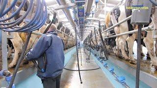 Milking 1,200 cows 3 times a day! [Swing Over Rapid Exit]