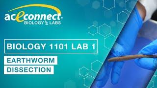 Biology Lab || Earthworm Dissection