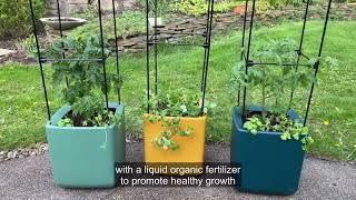 Growing Tomatoes in Self-Watering Containers