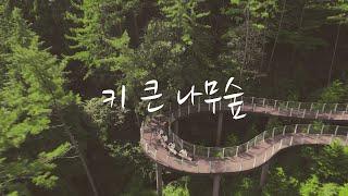 [국악M/V] 가야금 합주곡_'키 큰 나무숲'(Tall Tree Forest)