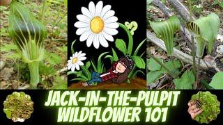 Jack in the Pulpit ~  Arisaema triphyllum ~ Wildflowers 101 ~ Episode 3