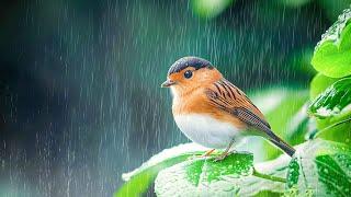 Stress relief & Relaxation music - Meditative restful escape with birds and rain ️️️