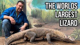 10 Things You Didn’t Know About The Komodo Dragon