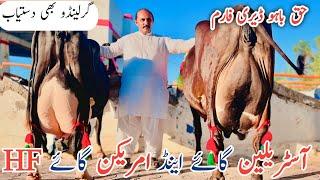 Haq Bahoo Dairy Farm | Gerlando cows And Australian cows | Jani Best | 31 August 2024