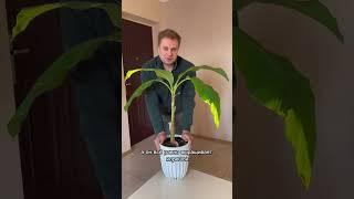 Есть у вас дома банан? #bananaplant #plants #комнатныерастения #растения #банан