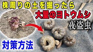 土に中に潜むヨトウムシ・ネキリムシ対策　どこを探せばいい？どう対策する？