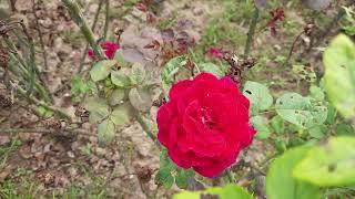 Rose Garden || Rose Garden Chandigarh || Rose Tour