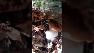 funghi porcini momenti top #mushroom  #funghiporcini #funghi