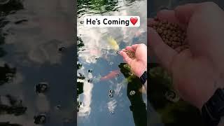 HAND FEEDING KOI  The Plan PAID Off  #koi #koipond #fish #shortsfeed