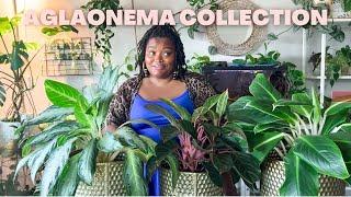 MY ENTIRE AGLAONEMA COLLECTION | 21 different varieties!