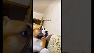 I’m Not Vicious! - RxCKSTxR Comedy Voiceover!