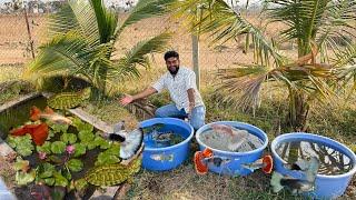 Finally 5 Varieties Ki Guppy Fish Aa Gayi #guppyfish