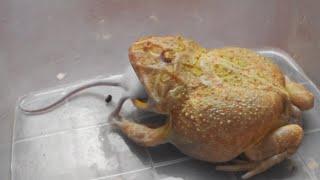 Pacman Frog Eats Adult Mice. WARNING LIVE FEEDING! (Short Version)