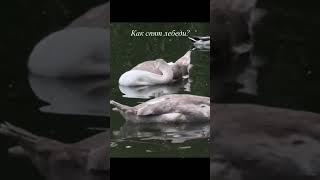 А вы знали ?  Как спят лебеди.   #давай #природа #пебеди