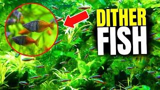 These are the 12 BEST Dither Fish (For All Aquariums)