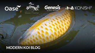 Modern Koi Blog #6281 - Live aus Japan: Die Yamaguchi Sansai Topkoi Ikeage