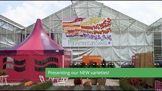 FlowerSTREAM - New Varieties from PanAmerican Seed FlowerTrials