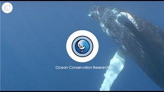 Ocean Conservation Research