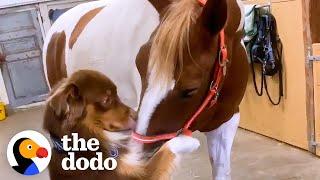 Horse Runs To Greet Her Favorite Dog Every Morning | The Dodo Odd Couples
