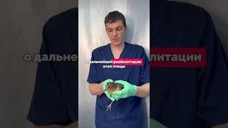 https://t.me/denisov_vet #рек #ветеринарныйврач