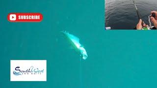 Sea fishing UK - underwater fishing - Eddystone reef