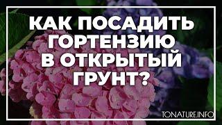 Как посадить гортензию в открытый грунт? | toNature.Info