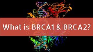 What is BRCA1 and BRCA2?