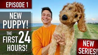 NEW PUPPY SURVIVAL GUIDE: The First 24 Hours! (NEW SERIES! EPISODE 1)