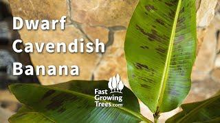 Dwarf Cavendish Banana